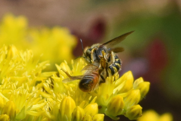 european wool carder bee anthidium manicatum attacks honey bee 14 (6)