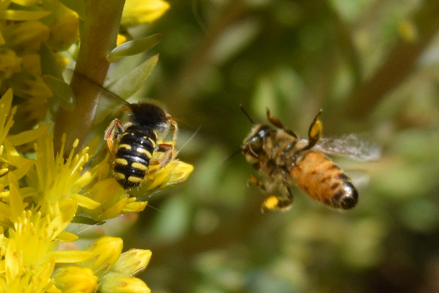 Wool Carder Bee - Anthidium manicatum - North American Insects & Spiders