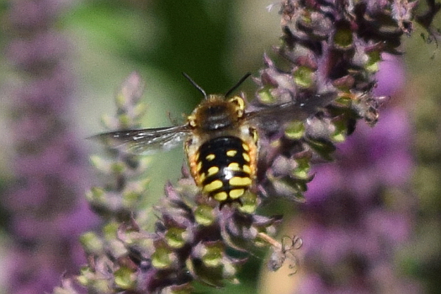 Wool carder bee (Anthidium manicatum) - Bumblebee Conservation Trust