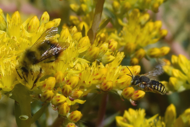 Male Wool Carder Bees: In-Your-Face Behavior - Bug Squad - ANR Blogs