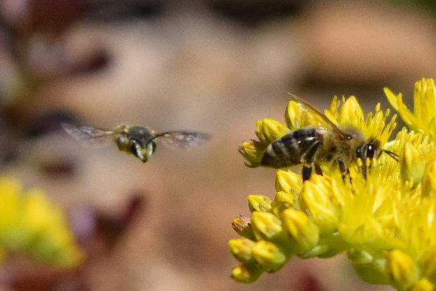 Male Wool Carder Bees: In-Your-Face Behavior - Bug Squad - ANR Blogs