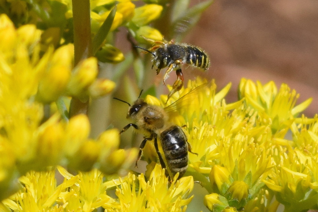 european wool carder bee anthidium manicatum charges honey bee 85 (1)
