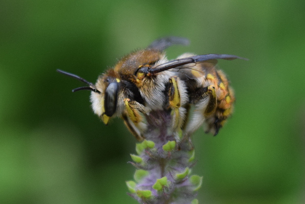 European wool carder bee  College of Agricultural Sciences