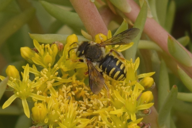 Male Wool Carder Bees: In-Your-Face Behavior - Bug Squad - ANR Blogs