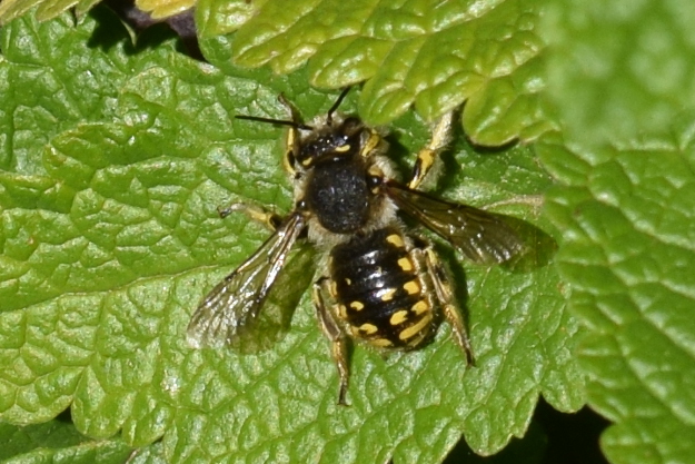 European Wool Carder Bee (Santa Cruz Island Reserve, California-Insects) ·  iNaturalist