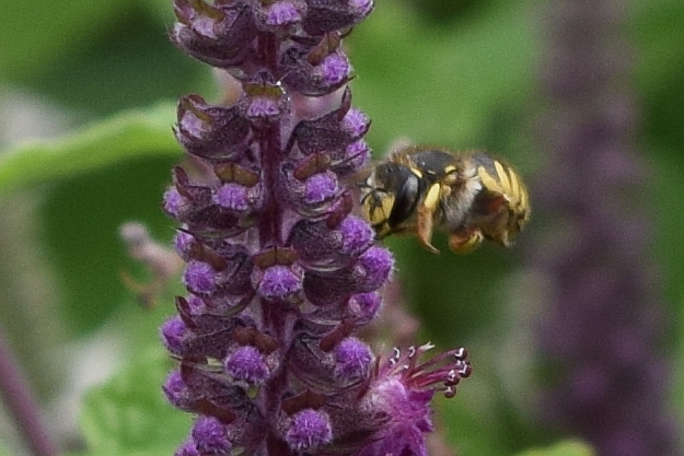 female European wool-carder bee - Anthidium manicatum; Meg…