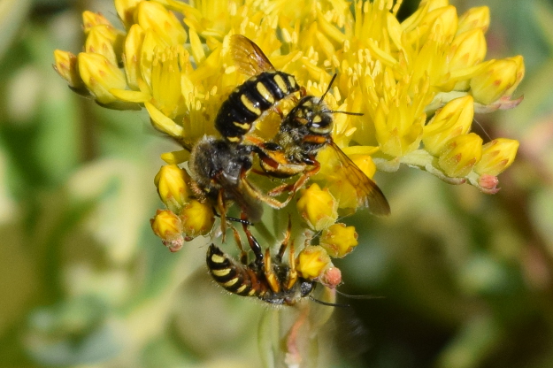 European wool carder bee  College of Agricultural Sciences