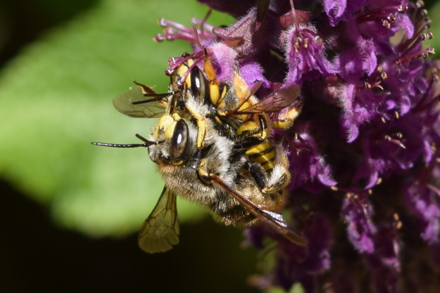 Male Wool Carder Bees: In-Your-Face Behavior - Bug Squad - ANR Blogs