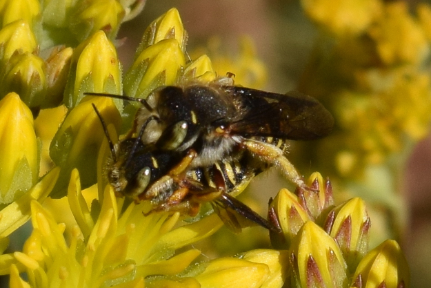 Fibers, forage, and fighting: the frantic life of woolcarder bees