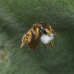 European Wool Carder Bees: Likable Bullies