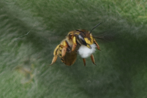 Beneficial Insects: Wool Carder Bees