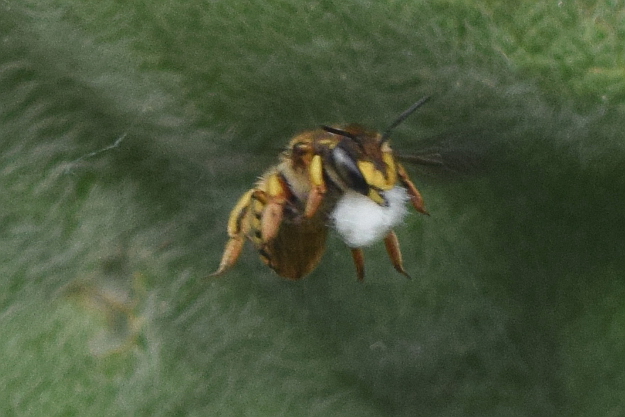 Wool Carder Bee - nest building - Anthidium manicatum 