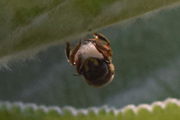 There is always hope. — A very angry European Wool-Carder Bee (Anthidium