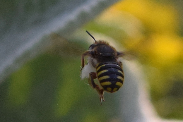 european wool carder bee anthidium manicatum on stachys byzantina 313