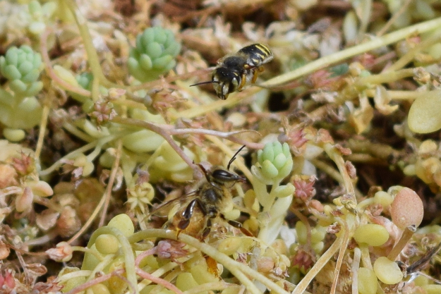 european wool carder bee anthidium manicatum taunting honey bee 37 (4)