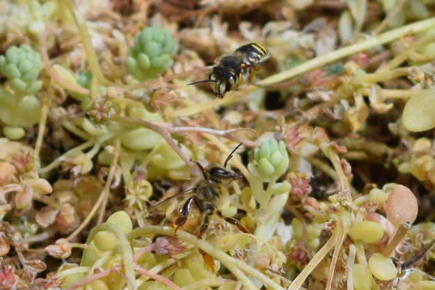 There is always hope. — A very angry European Wool-Carder Bee (Anthidium