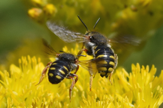 european wool carder bees anthidium manicatum males larger than females