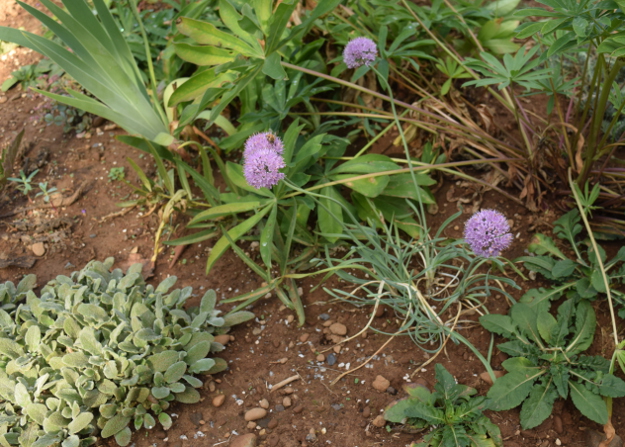 drought-plants-allium-senescens-glaucum-090716-21