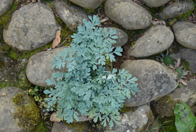 drought-plants-capnoides-sempervirens-090716-27