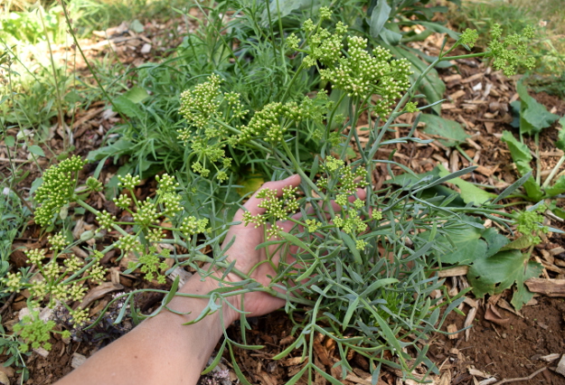 drought-plants-crithnum-maritimum-090716-8