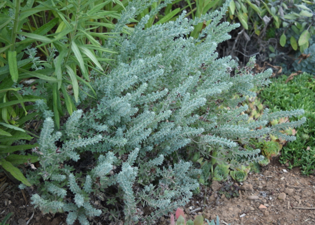 drought-plants-dorycnium-hirsutum-090716-48