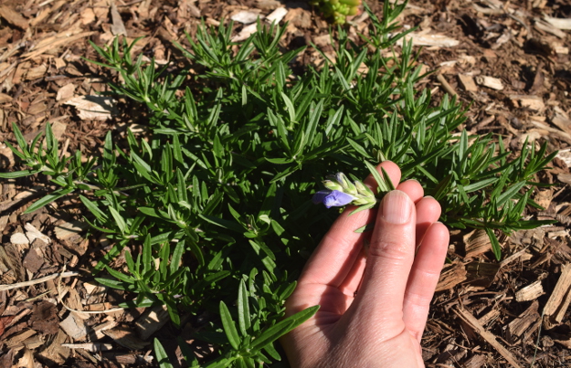 drought-plants-dracocephalum-argunense-090716-3