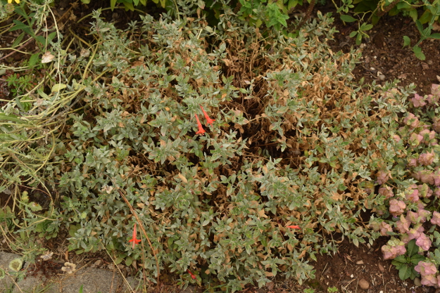 drought-plants-epilobium-090716-65