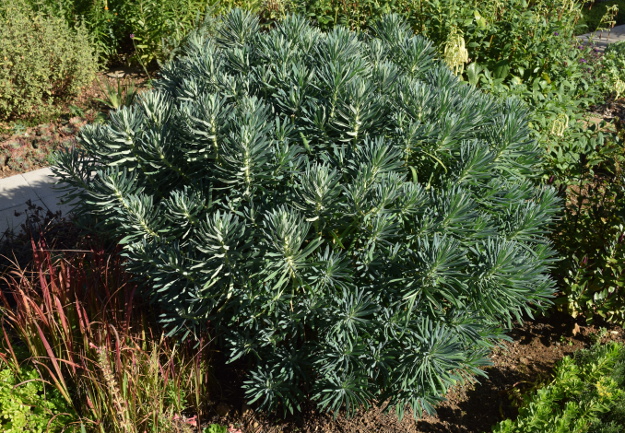 drought-plants-euphorbia-wulfenii-090716-48