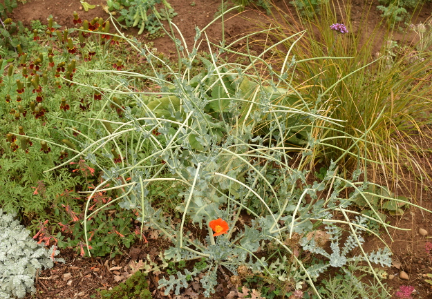 drought-plants-glaucium-flavum-aurantiacum-090716-54