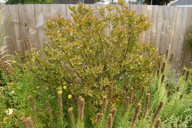 drought-plants-lagerstroemia-liatris-090716-87