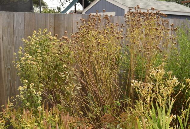 drought-plants-monarda-fistulosa-090716-94