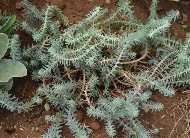 drought-plants-sedum-reflexum-blue-bird-090716-22