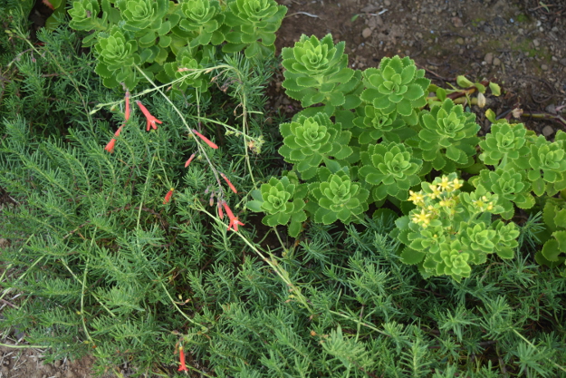 drought-plants-sedum-takesimense-090716-58