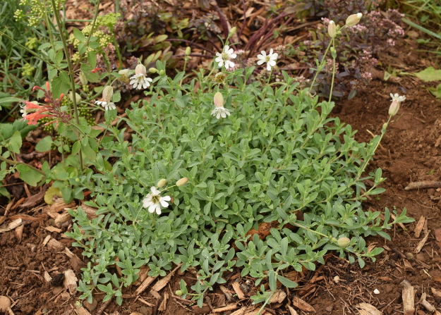 drought-plants-silene-uniflora-090716-35