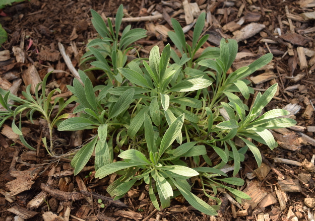 drought-plants-stachys-lavandulifolia-090716-14