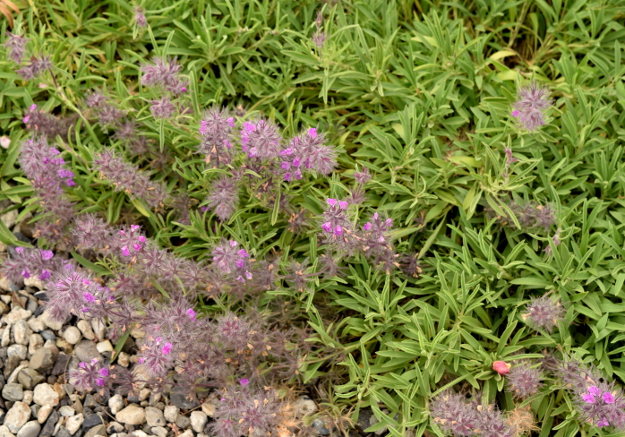 drought-plants-stachys-lavandulifolia-flowers-061116-54