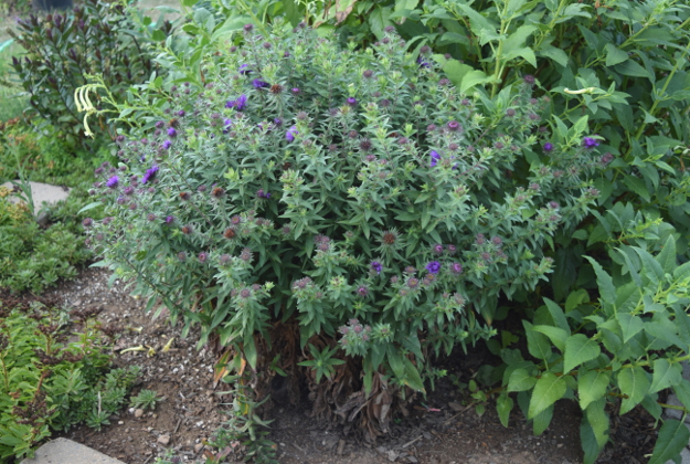 drought-plants-symphyotrichum-purple-dome-090716-30