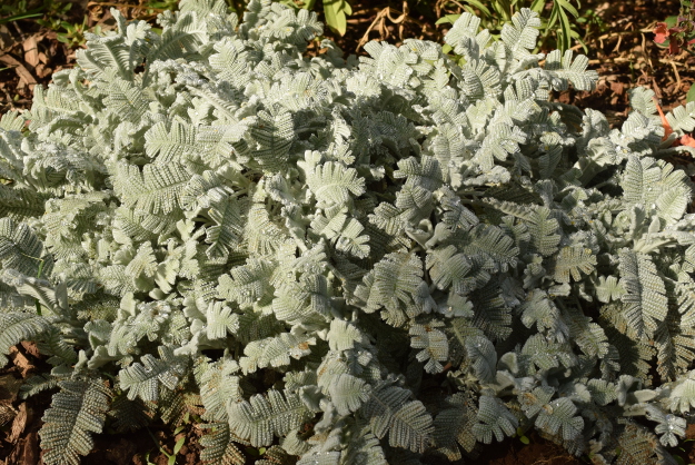 drought-plants-tanacetum-haradjanii-090716-15