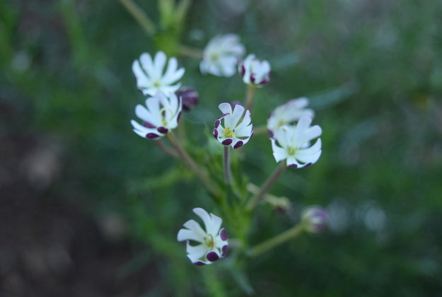 drought-plants-zaluzianskya-capensis-090716-73