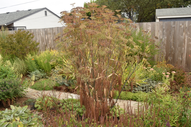 drought-plants-fennel-090716-67