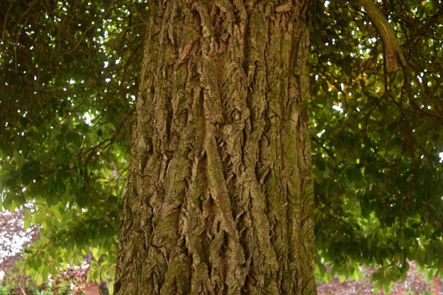 sassafras-tree-bark-092216-48