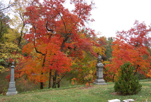 Seduced by Sassafras | The World's Best Gardening Blog