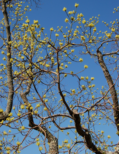 sassafras-tree-flowers-041010-022