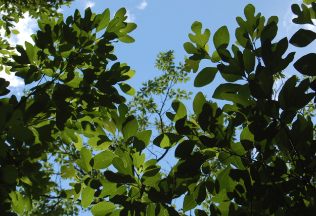 sassafras-tree-foliage-060312-020