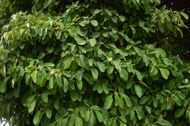 sassafras-tree-foliage-ovals-092216-5