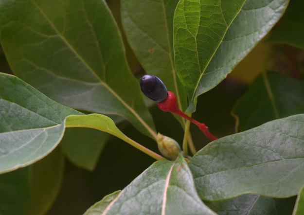 sassafras-tree-fruit-092216-78