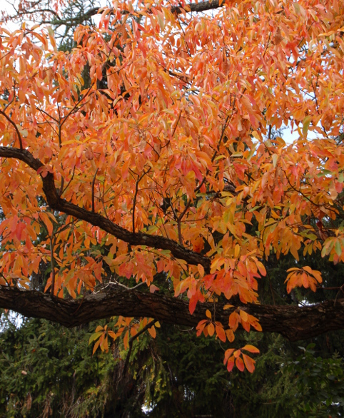 sassafras-tree-orange-fall-color2-100811-465