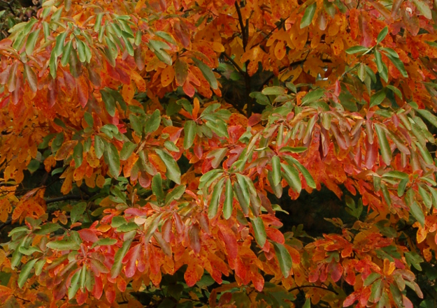 sassafras-tree-orange-green-fall-color-100811-467