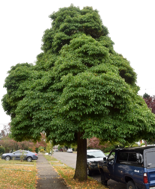 sassafras-tree-portland-oregon-092216-50