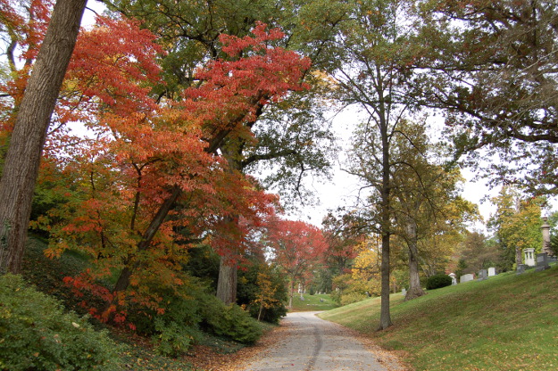 sassafras-tree-spring-grove-100811-452